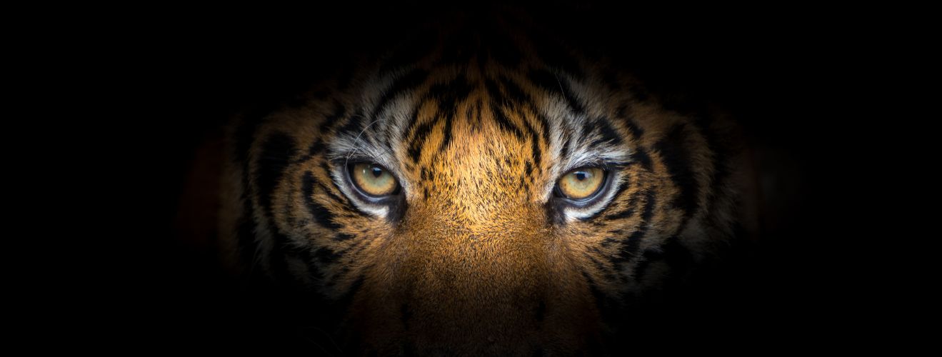 Le regard du tigre a inspiré le nom de la pierre oeil de tigre