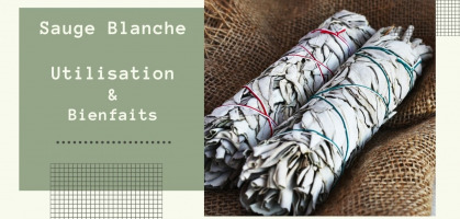 White sage: What are its benefits? How to use it?
